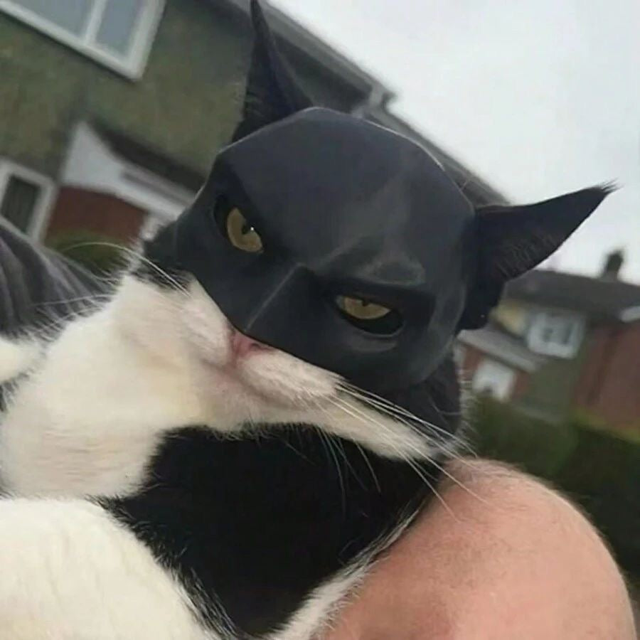 Kediler İçin Batman Maskesi