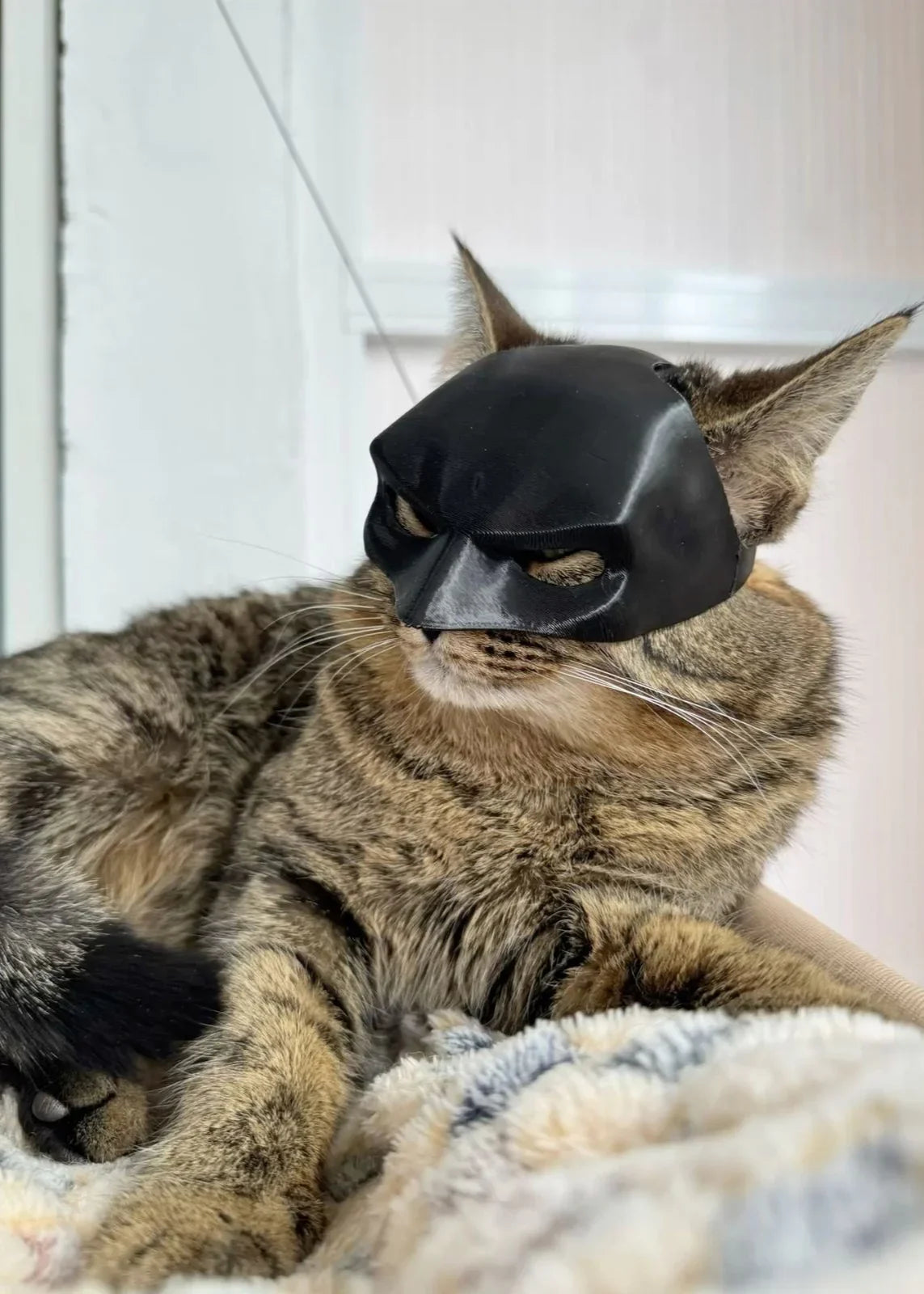 Kediler İçin Batman Maskesi