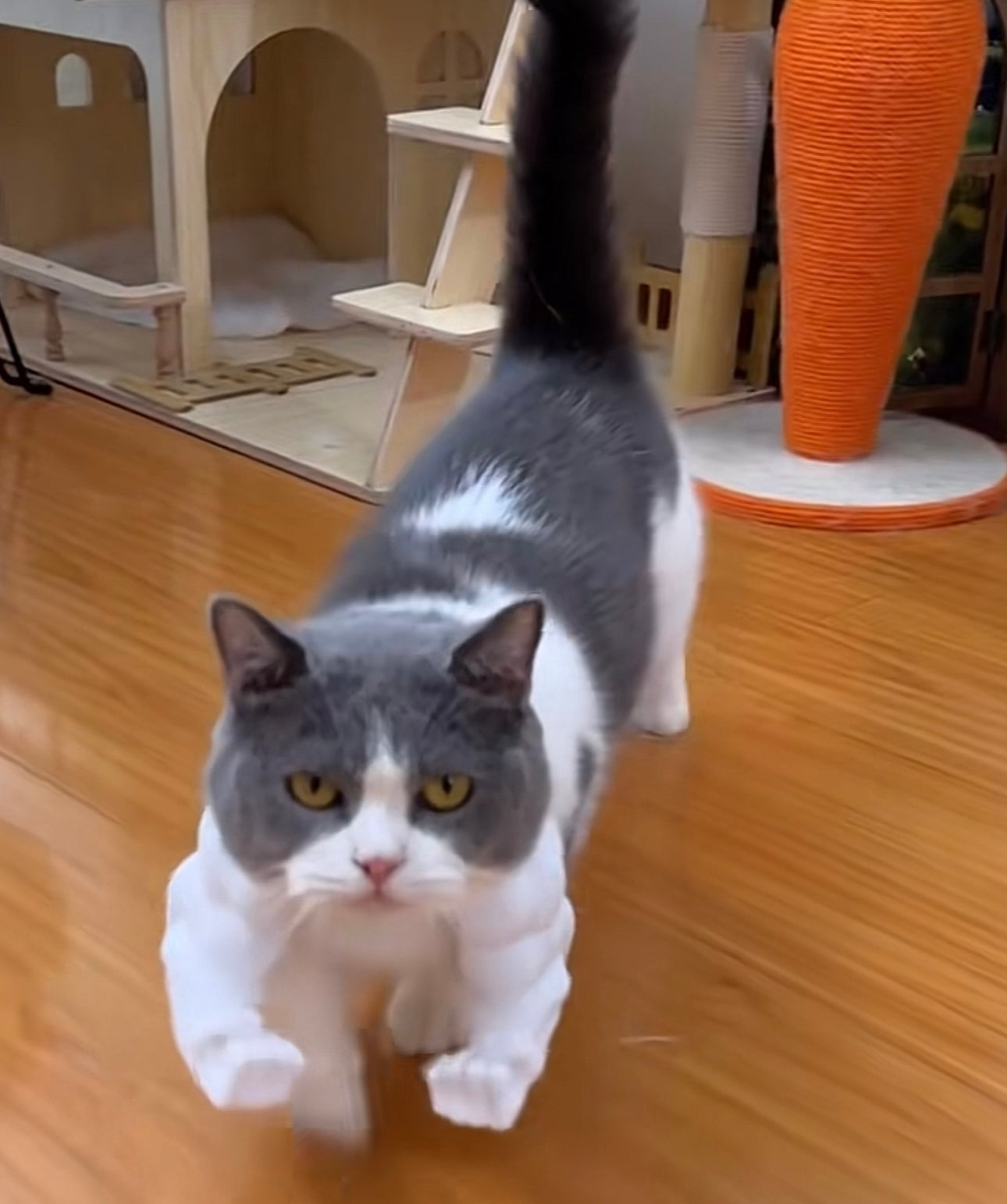 Kedi Hulk Kolları Kostümü – Kaslı Kol Aksesuarı